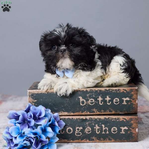 River, Shih Tzu Puppy